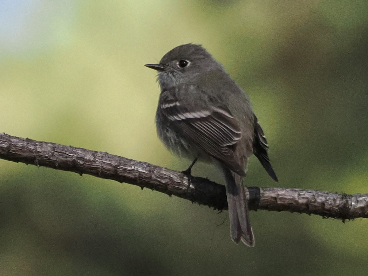 Hammond's Flycatcher - ML637256825