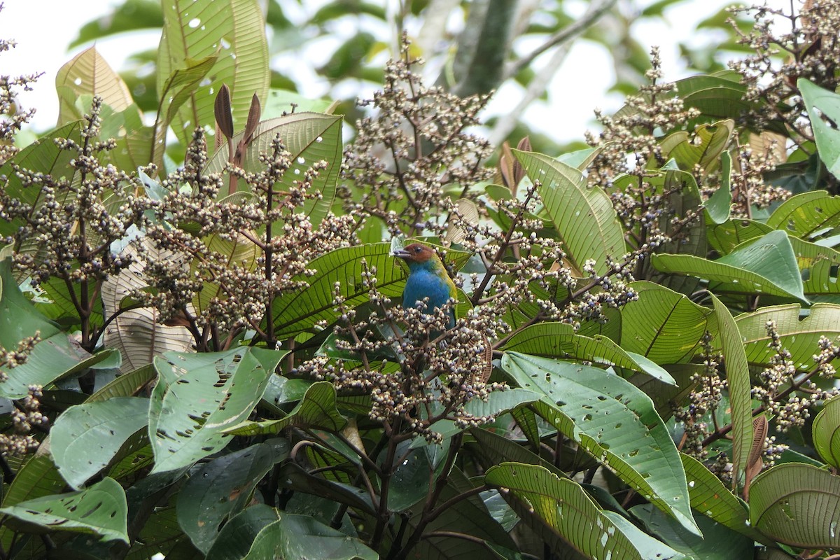 Bay-headed Tanager - ML637256833