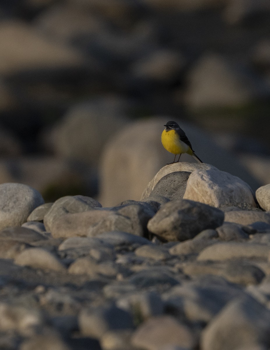 Gray Wagtail - ML637256842