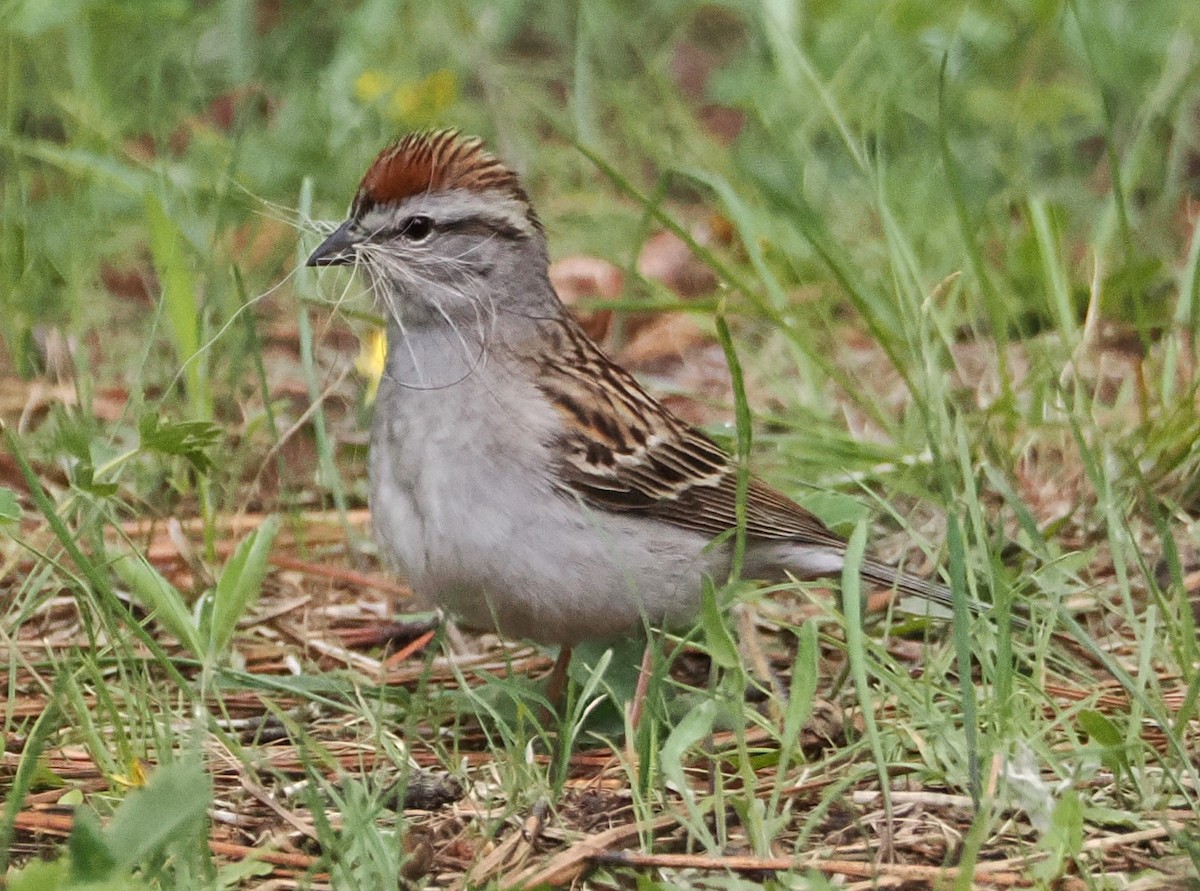Chipping Sparrow - ML637256843