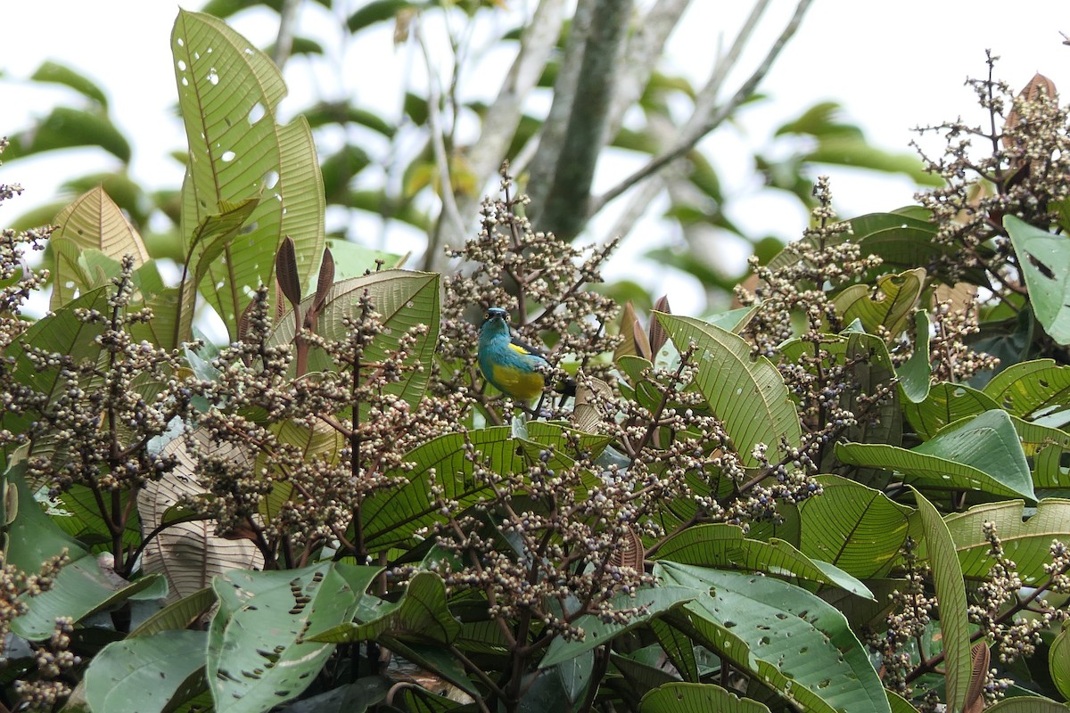 Yellow-tufted Dacnis - ML637256860