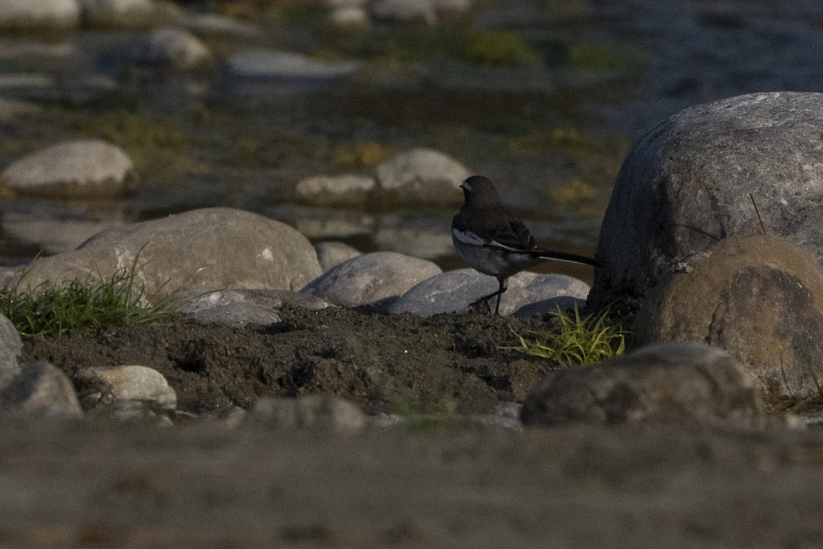 White-browed Wagtail - ML637256862