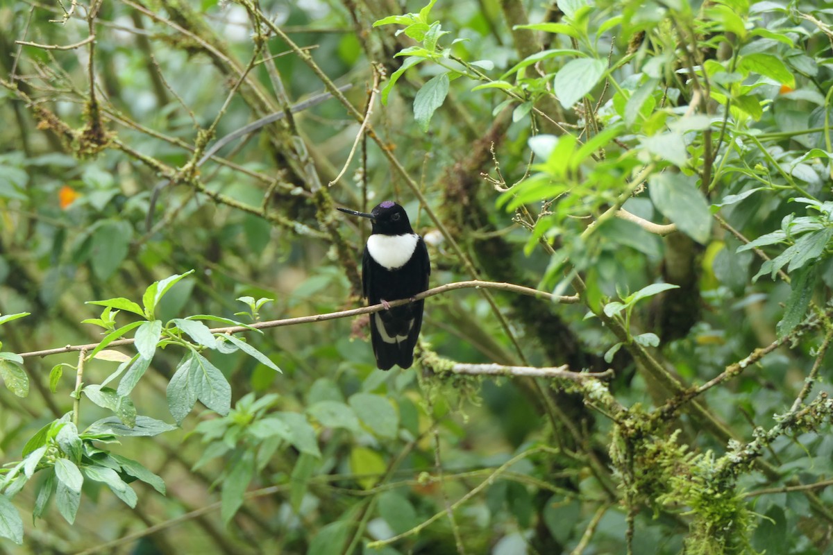 Collared Inca - ML637256896