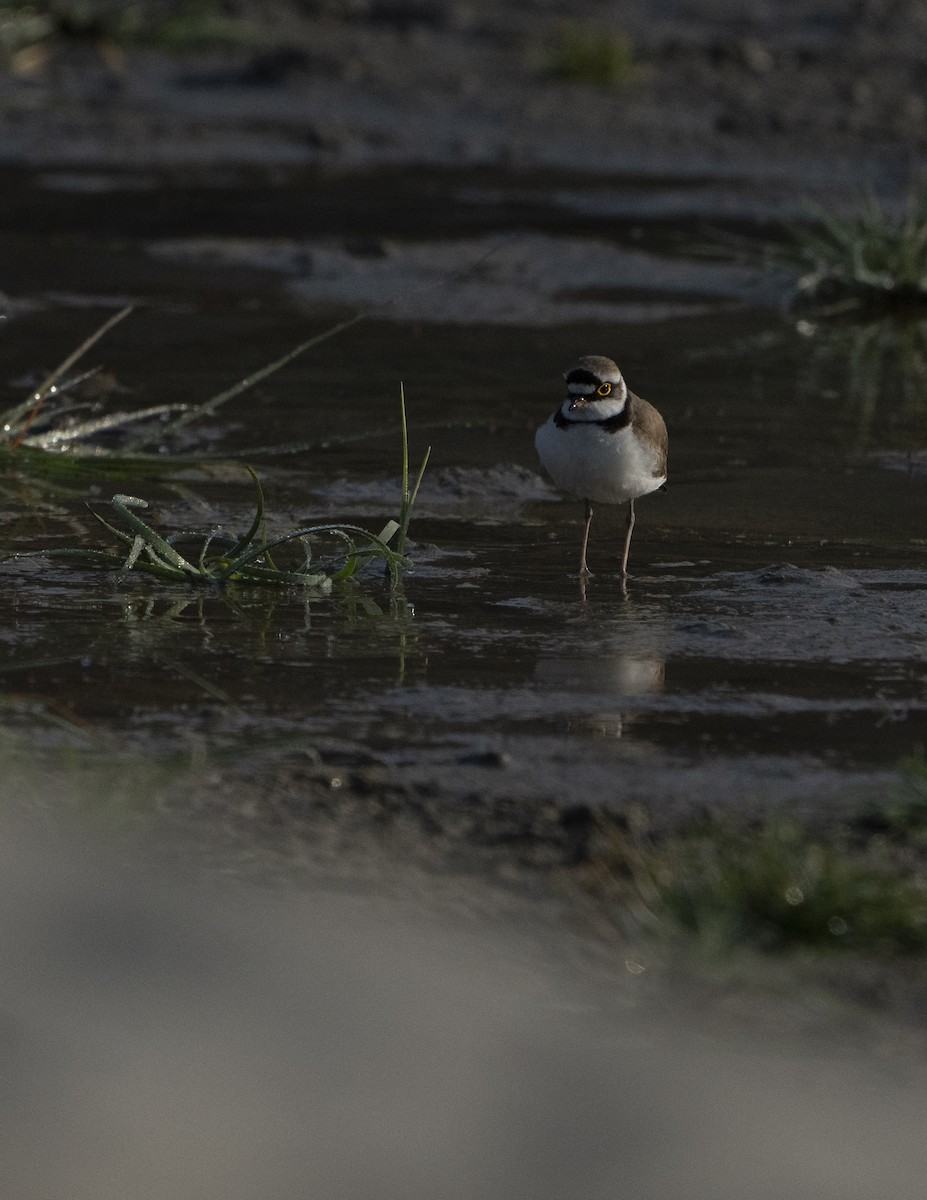 Little Ringed Plover - ML637256903