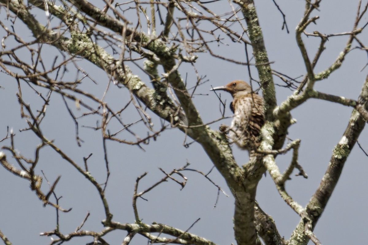 Northern Flicker - ML637256908