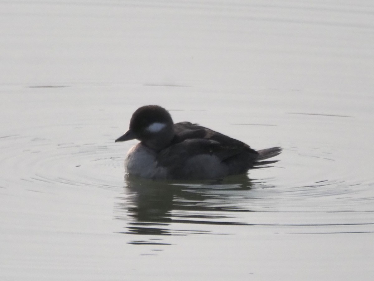 Bufflehead - ML637256938