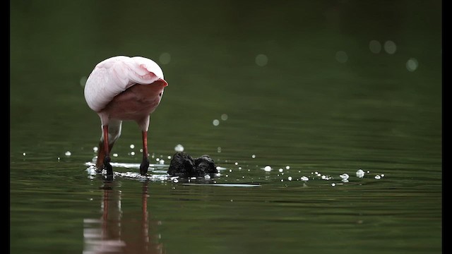 Roseate Spoonbill - ML637256940