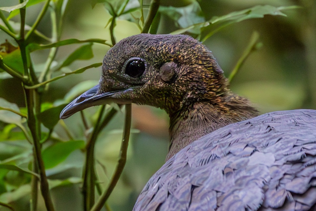 Solitary Tinamou - ML637256948