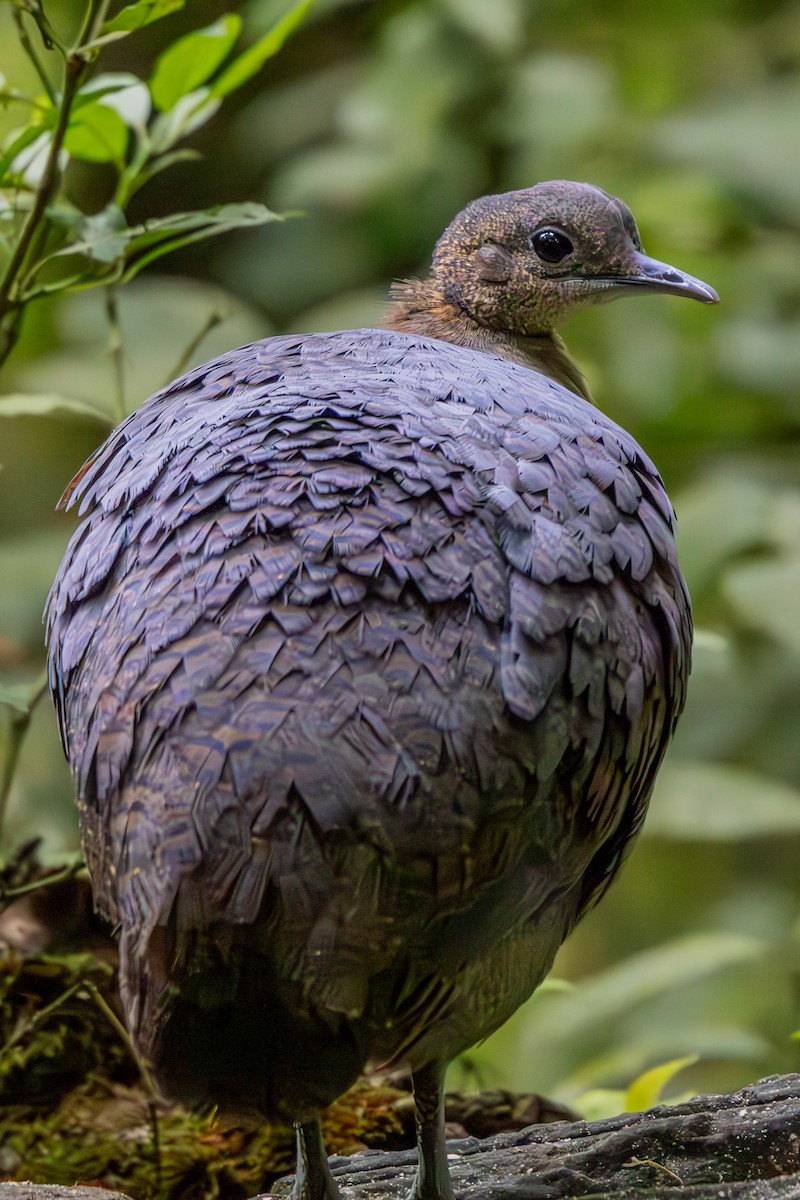 Solitary Tinamou - ML637256950