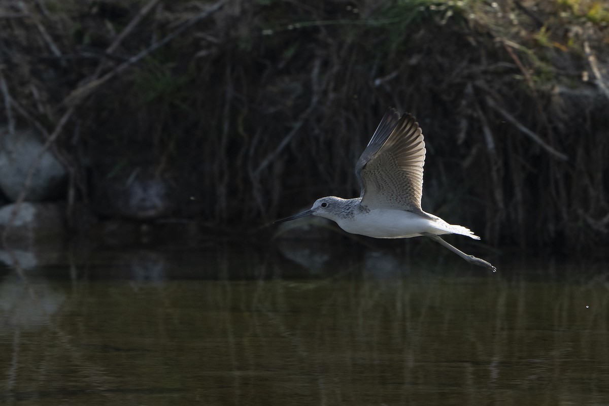 Common Greenshank - ML637256956