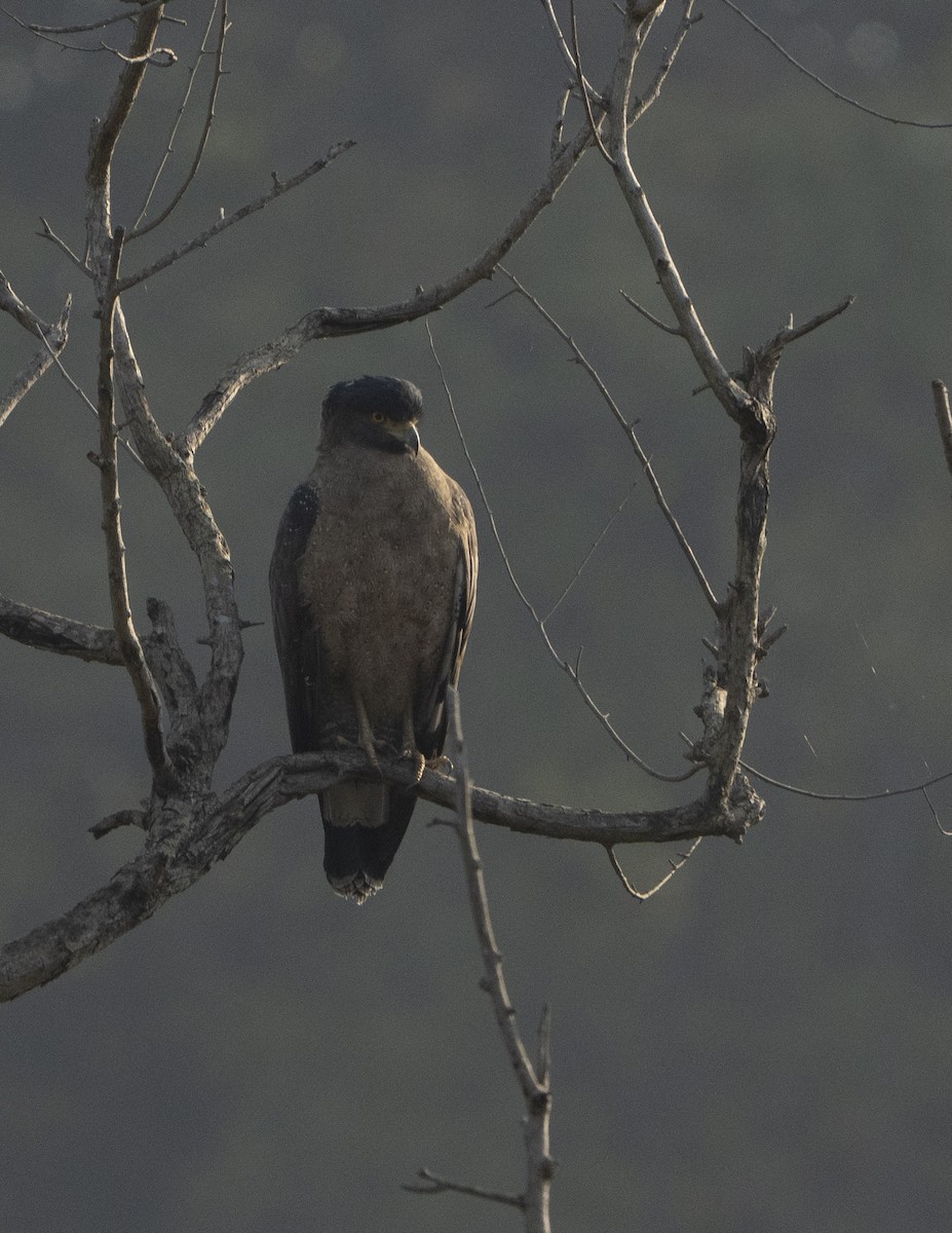 Crested Serpent-Eagle - ML637256965
