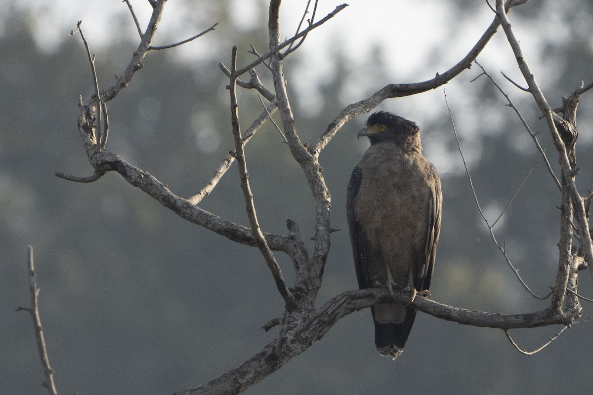 Crested Serpent-Eagle - ML637256966