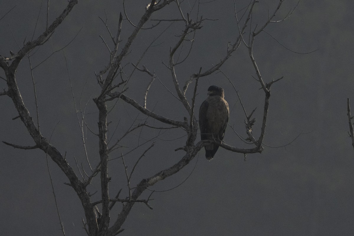 Crested Serpent-Eagle - ML637256967