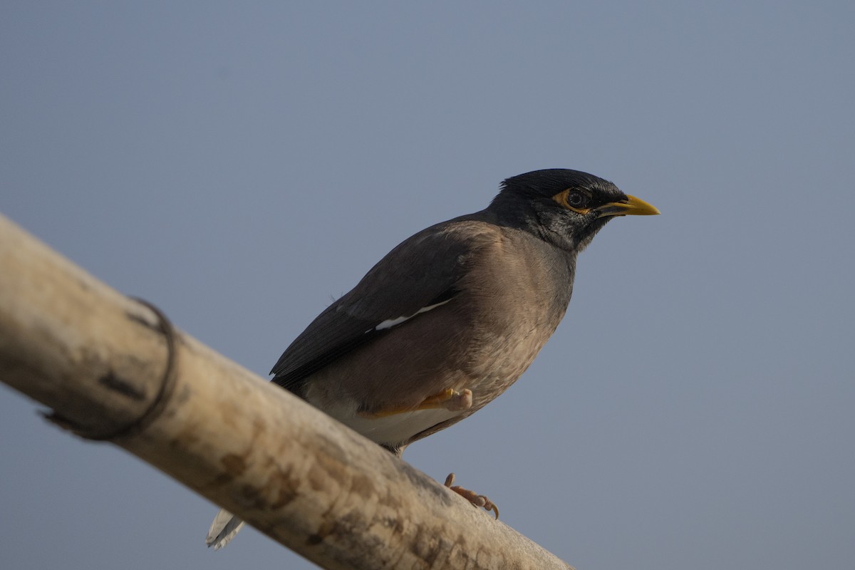 Common Myna - ML637256973