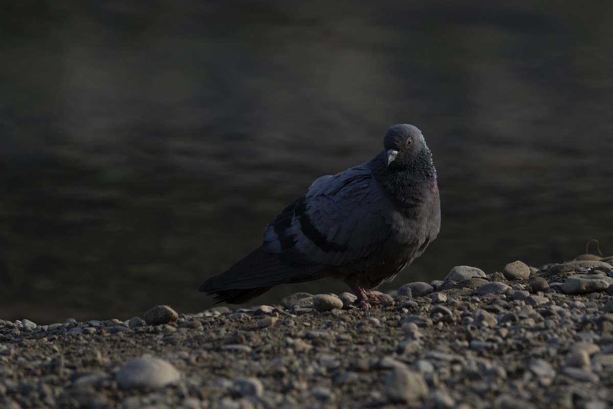 Rock Pigeon - ML637256980