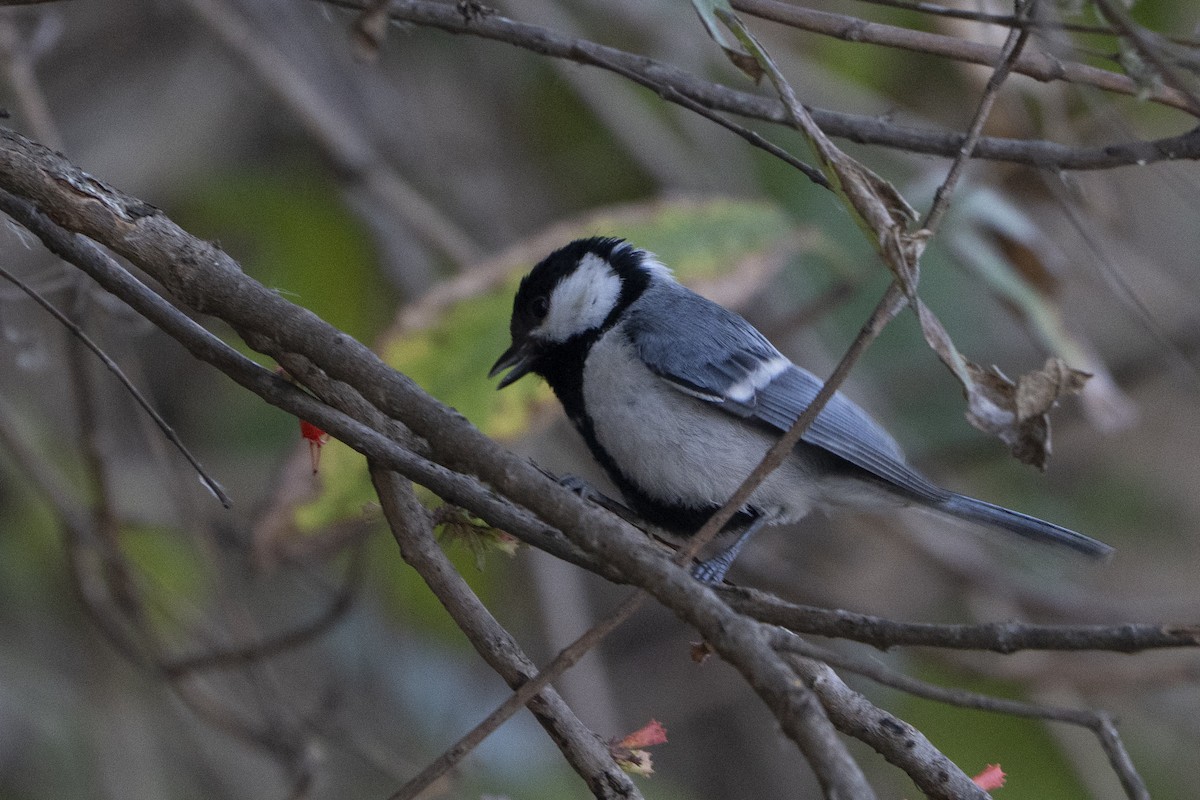 Asian Tit - ML637256996