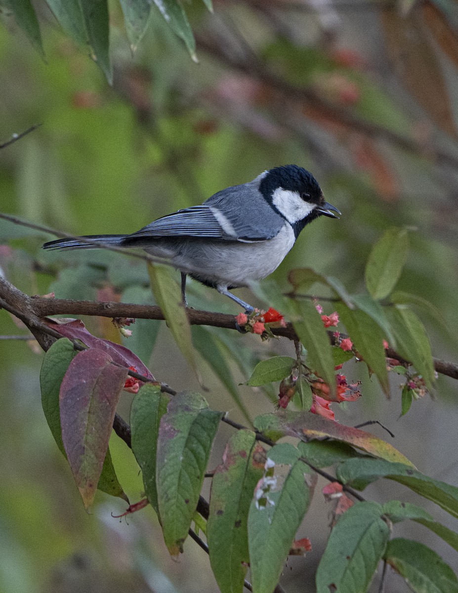 Asian Tit - ML637256997