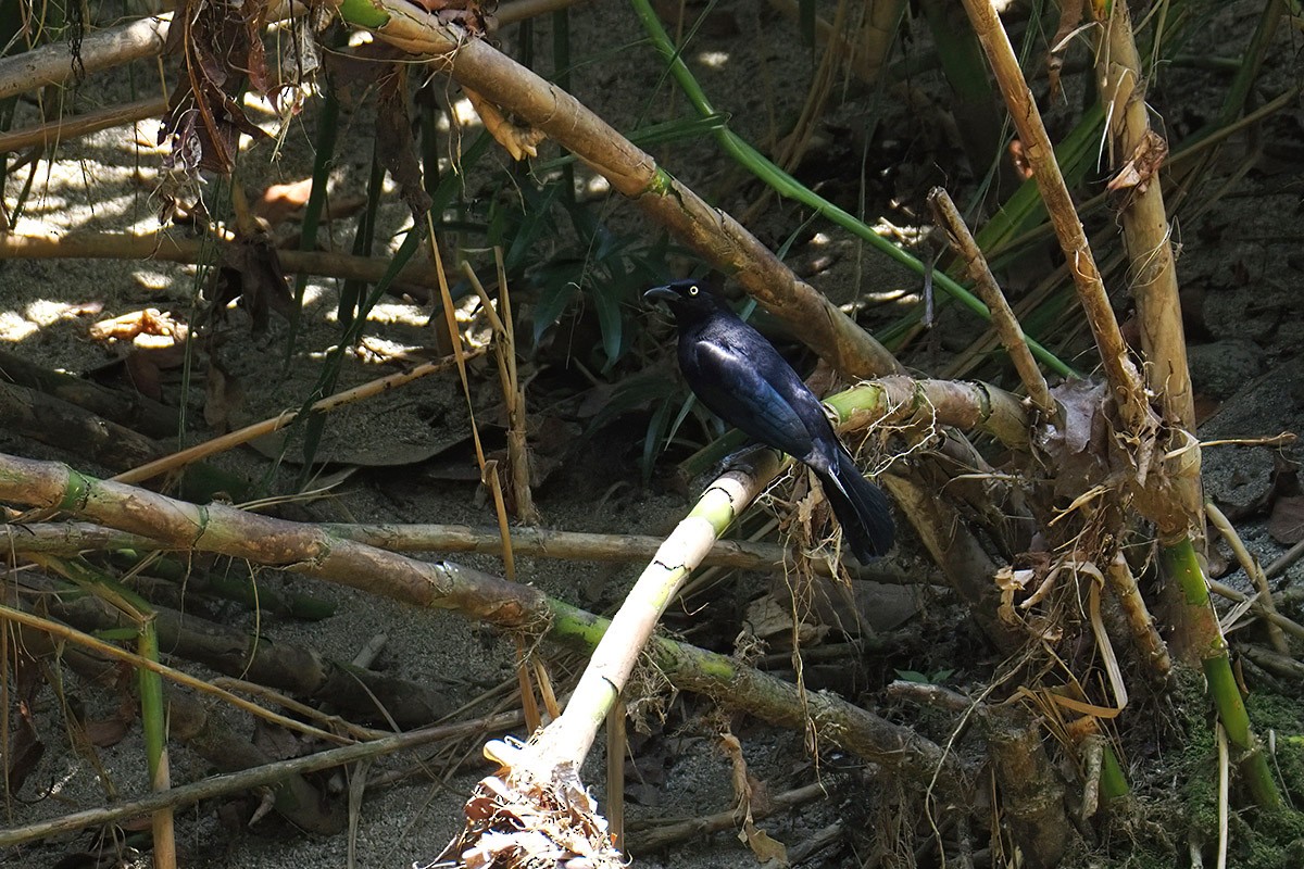 Carib Grackle - ML637257034