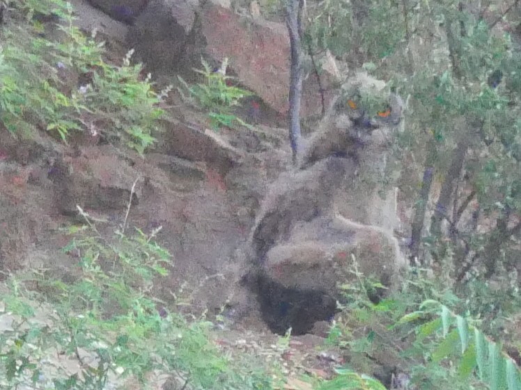 鵰鴞 - ML637257048