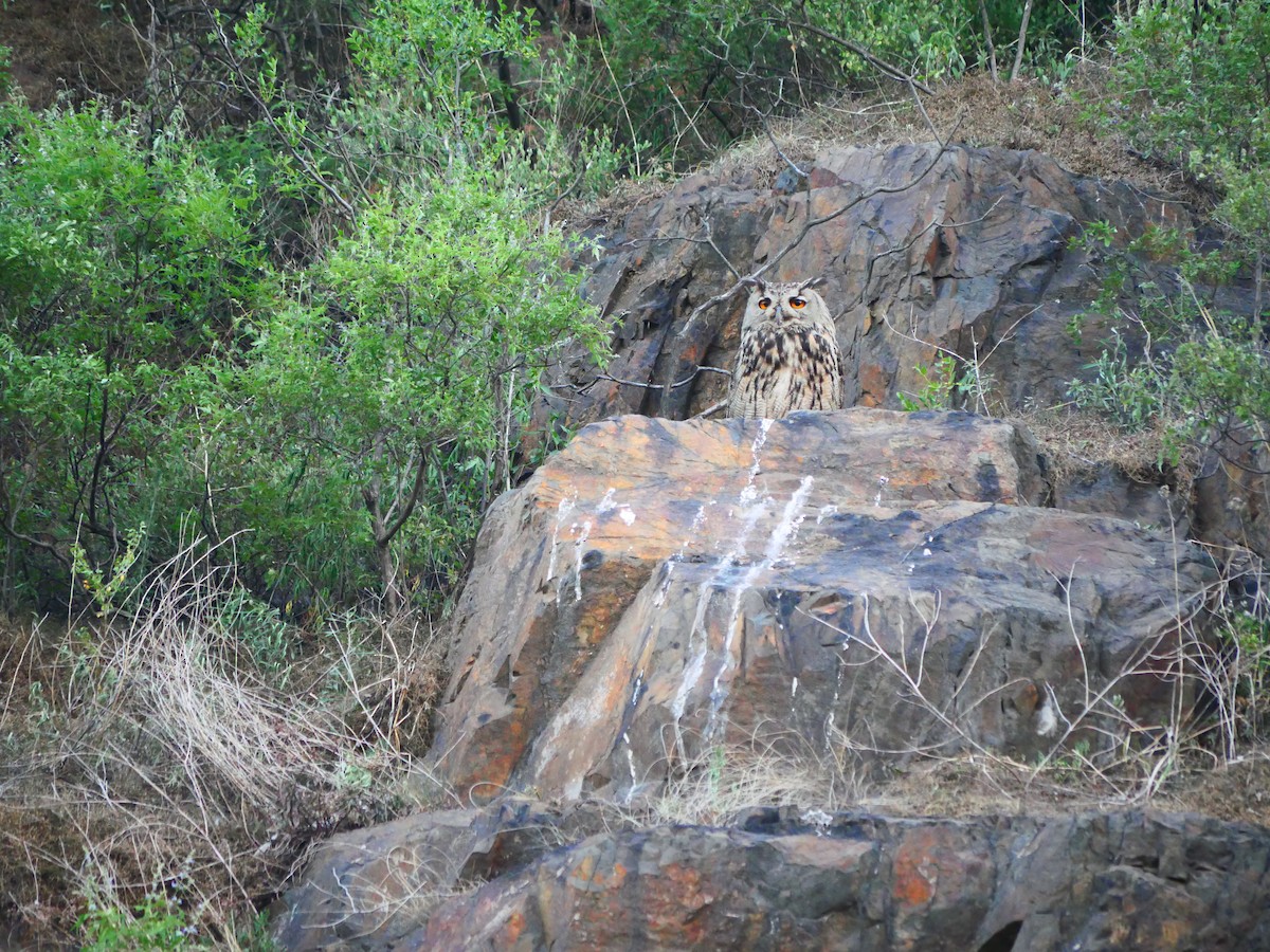 鵰鴞 - ML637257050