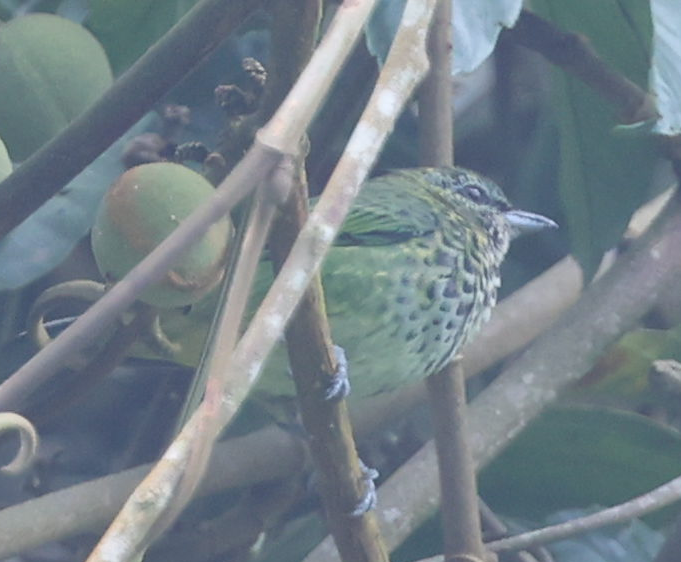 Spotted Tanager - ML637257055