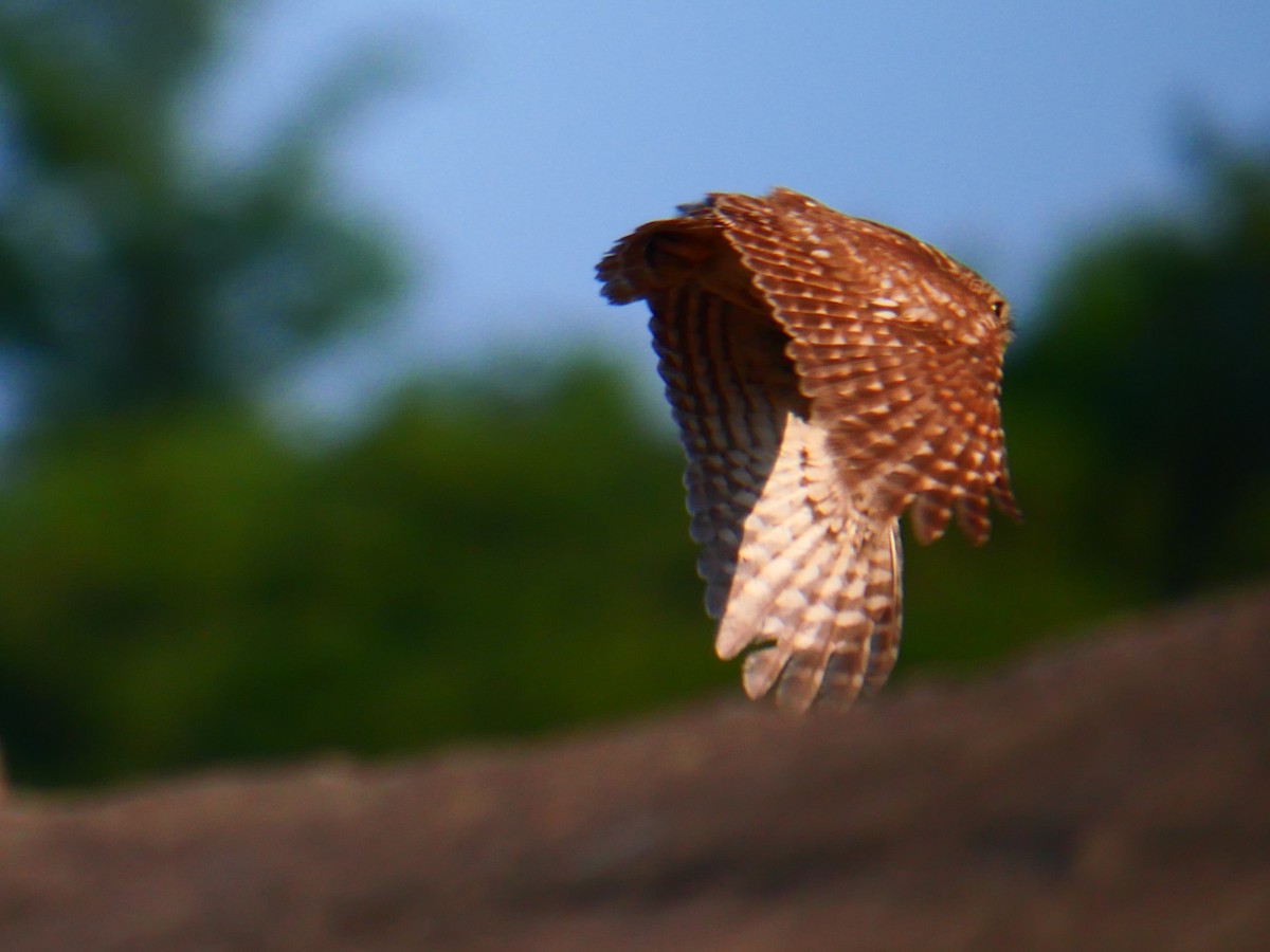 縱紋腹小鴞 - ML637257059