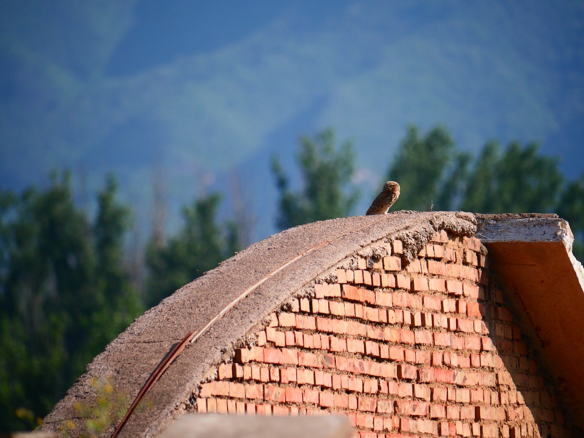 縱紋腹小鴞 - ML637257060