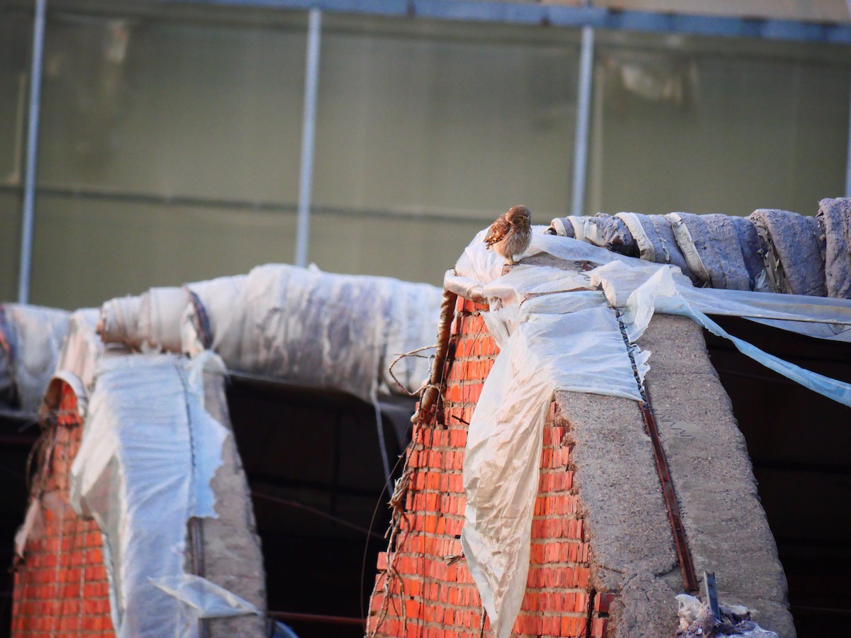 縱紋腹小鴞 - ML637257061