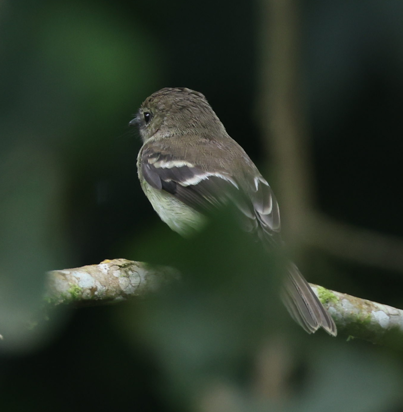 Olive-chested Flycatcher - ML637257063