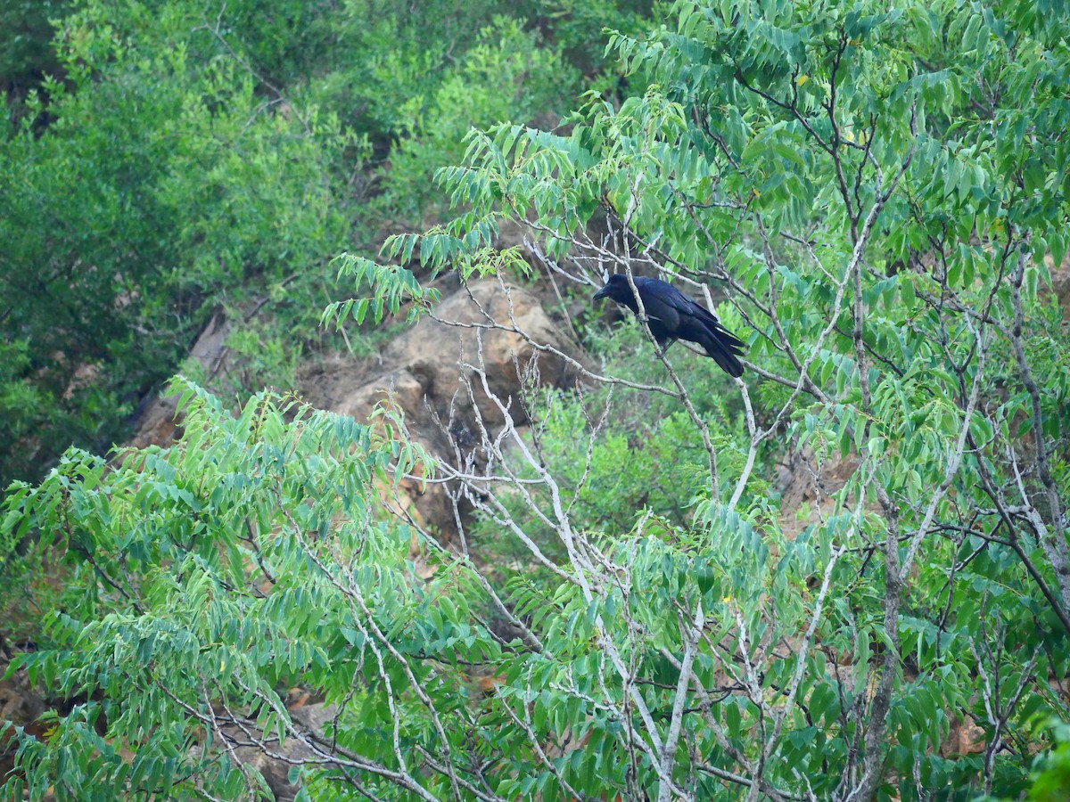 巨嘴鴉(macrorhynchos群) - ML637257070