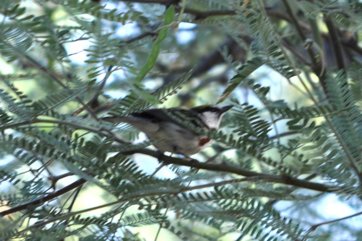 סבכון צהוב-כיפה - ML637257147