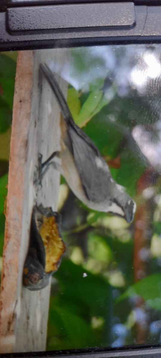 Olive-gray Saltator - ML637257163