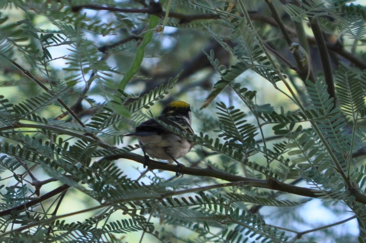 סבכון צהוב-כיפה - ML637257164