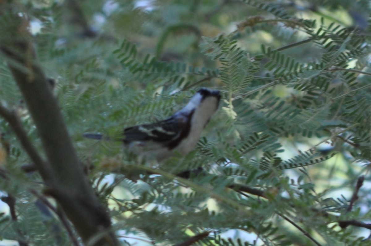 סבכון צהוב-כיפה - ML637257177