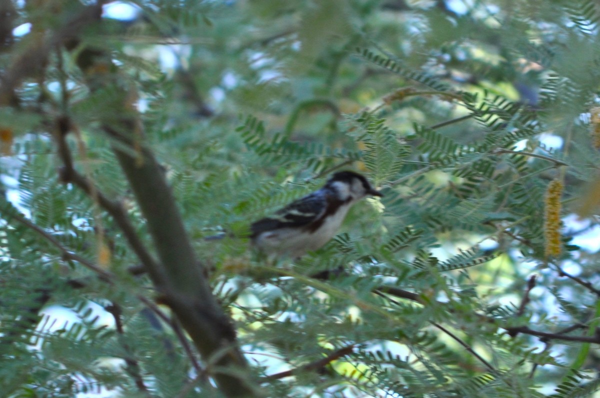 סבכון צהוב-כיפה - ML637257197