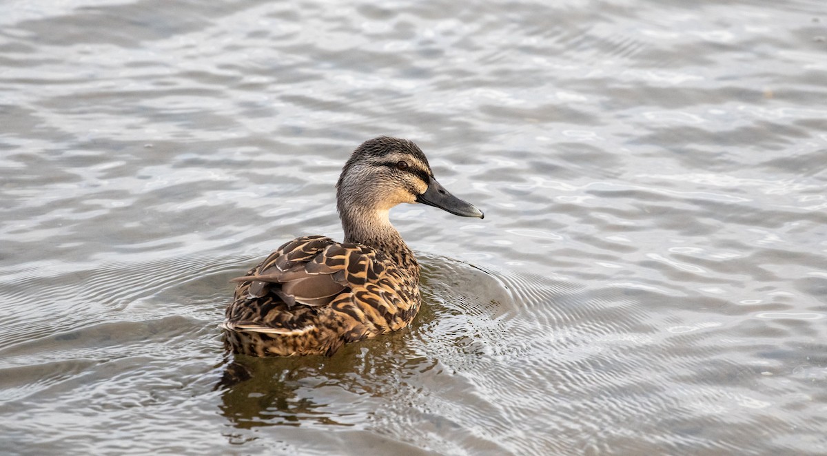 Pacific Black Duck x Mallard (hybrid) - ML637257200