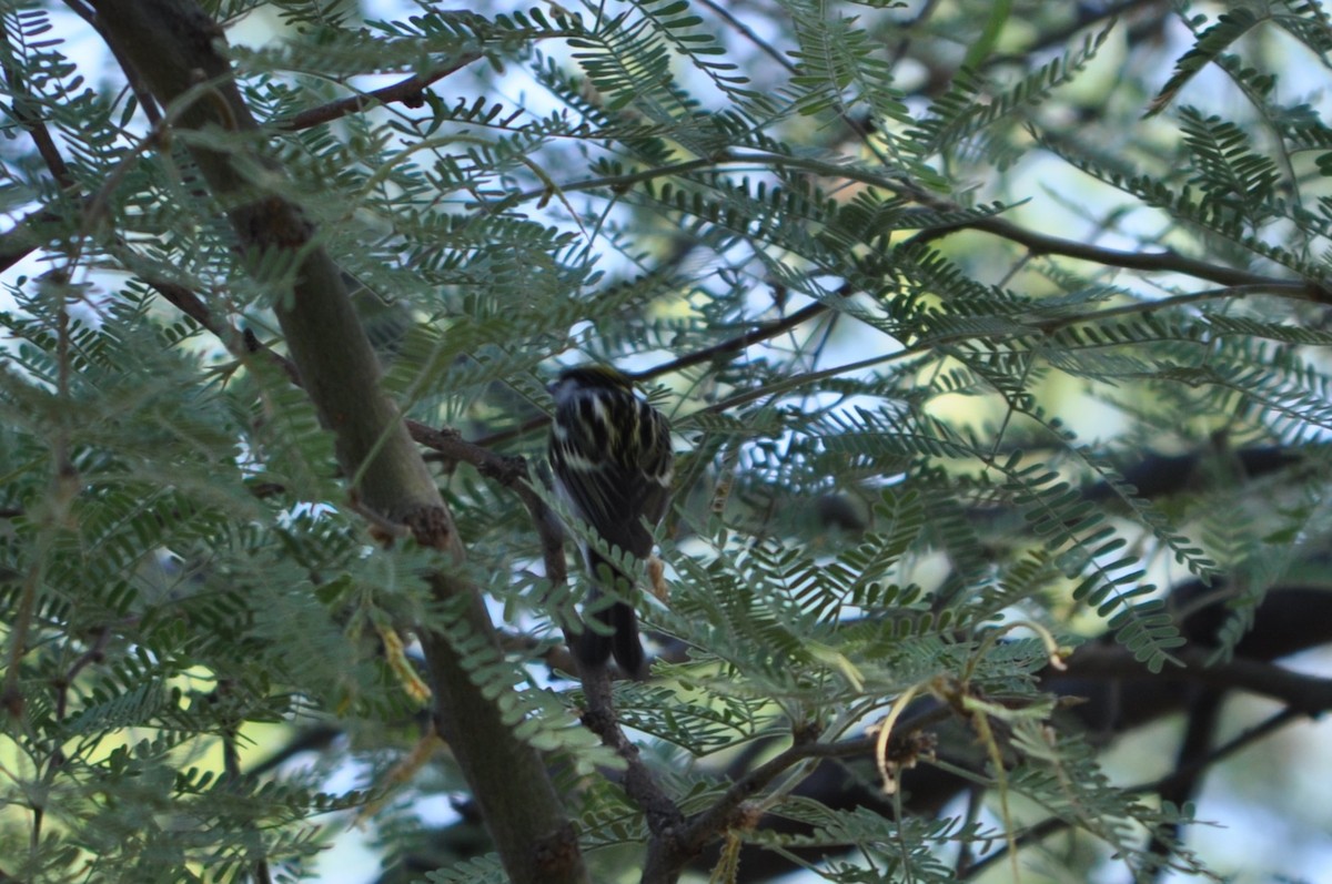 סבכון צהוב-כיפה - ML637257210