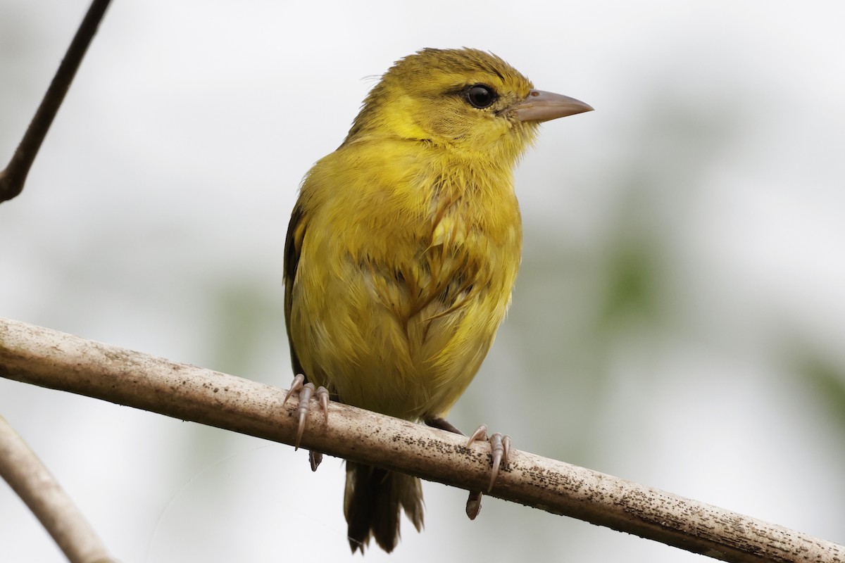 Slender-billed Weaver - ML637257211