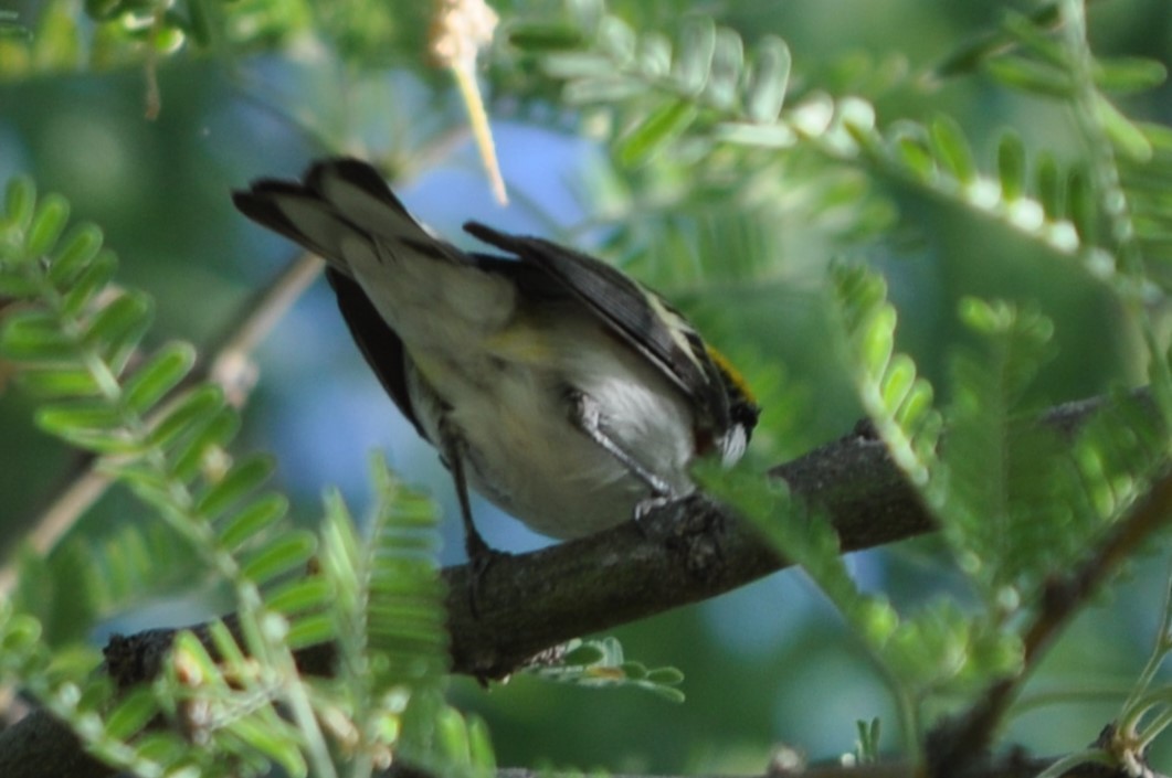 סבכון צהוב-כיפה - ML637257228