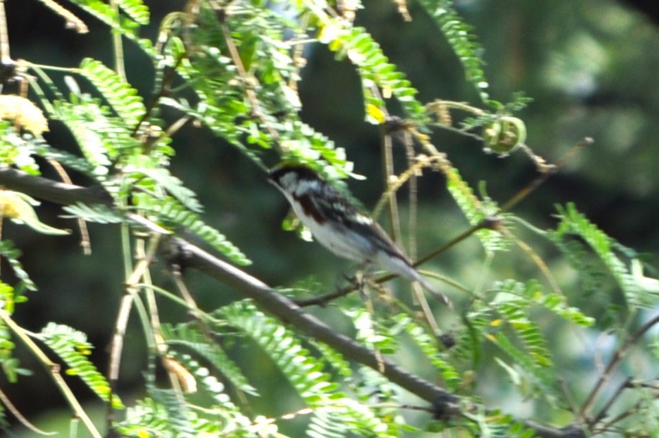 סבכון צהוב-כיפה - ML637257261