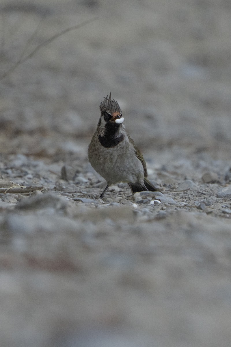 Himalayan Bulbul - ML637257272