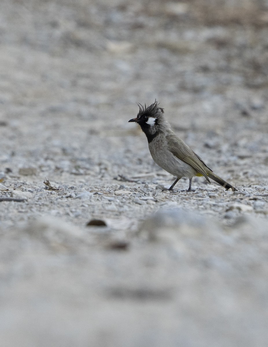 Himalayan Bulbul - ML637257273