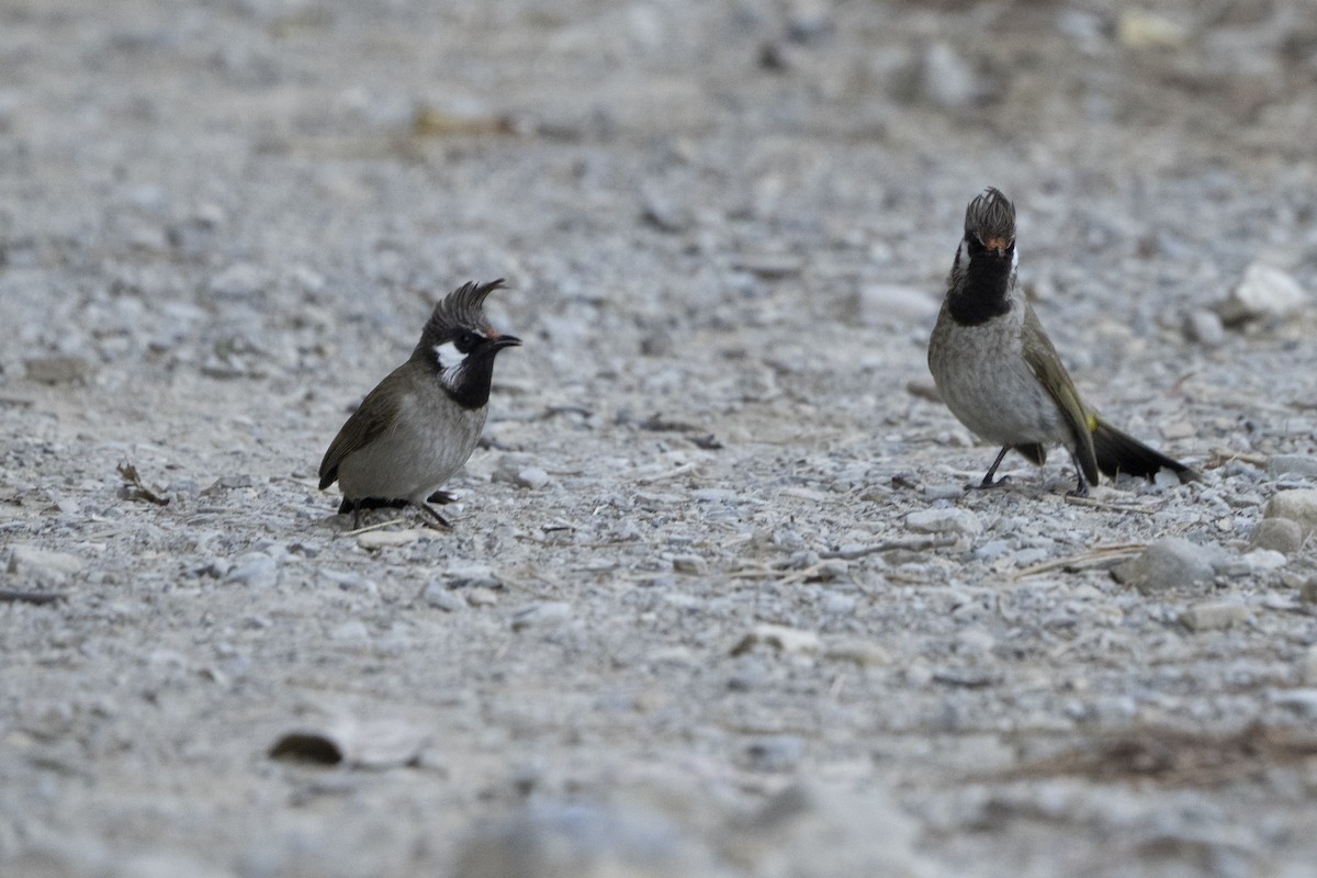Himalayan Bulbul - ML637257274