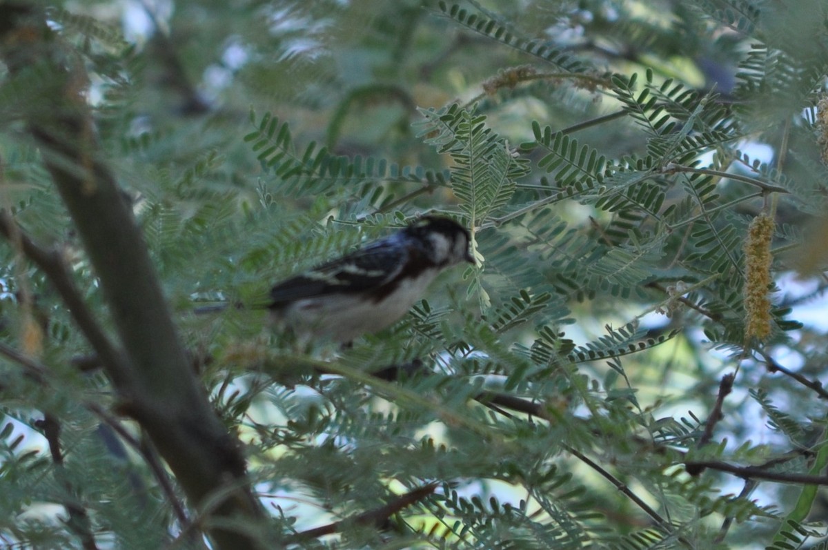 סבכון צהוב-כיפה - ML637257275