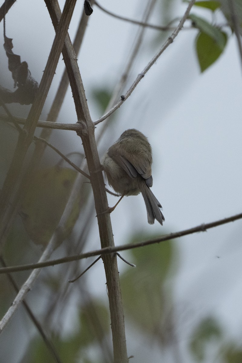 Gray-breasted Prinia - ML637257286