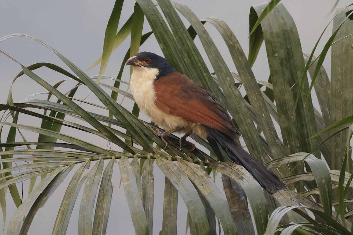 Blue-headed Coucal - ML637257288