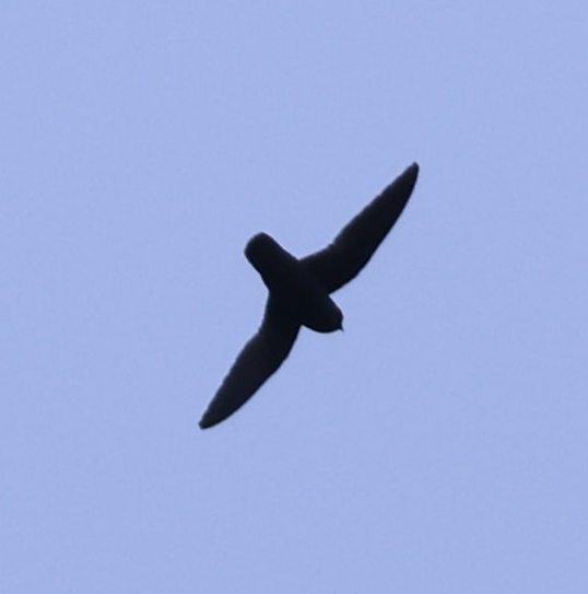 Gray-rumped Swift - ML637257293