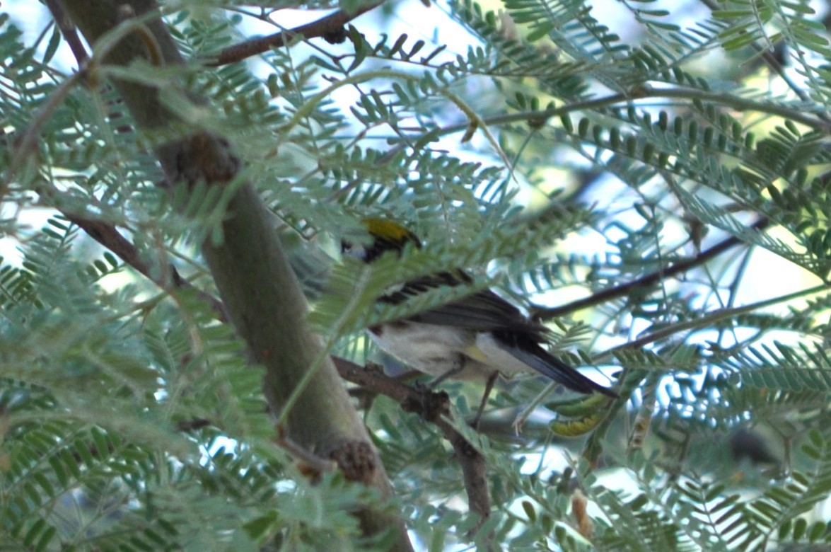 סבכון צהוב-כיפה - ML637257294
