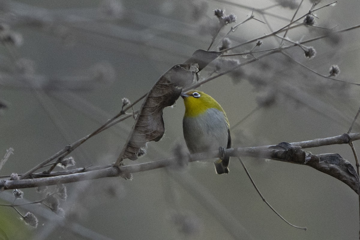 Indian White-eye - ML637257308
