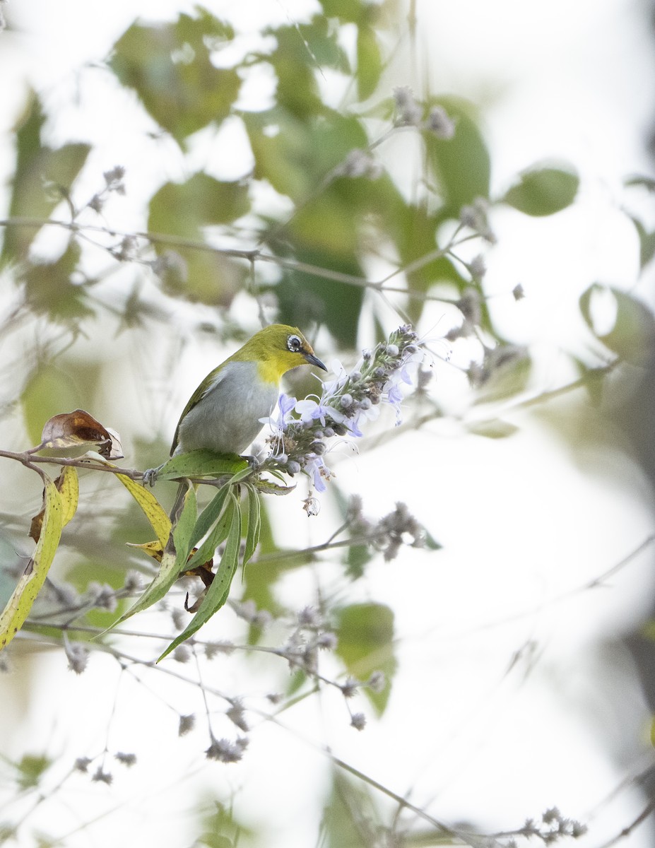 Indian White-eye - ML637257309